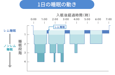 1日の睡眠の動き